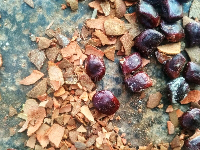 A Picture of a Tamarind Skin . Stock Image Image of seeds, food