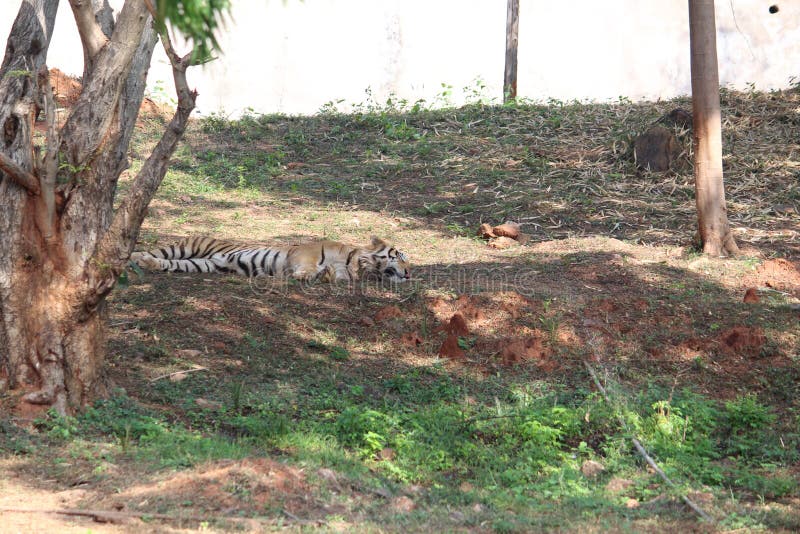 Tiger Sleeping at Zoo