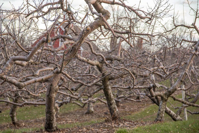 Twisted Apple Tree in an Apple Orchard in the Winter Stock Image