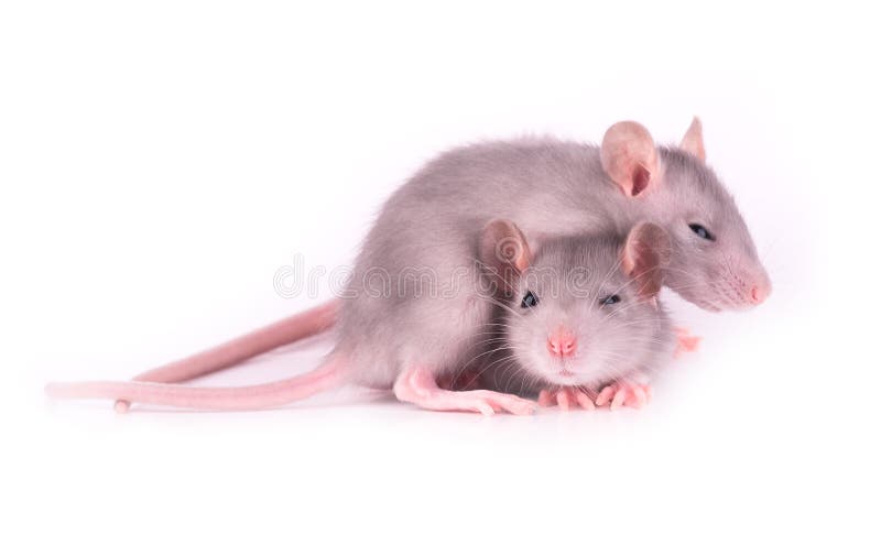 Picture of two tired baby rats on white background