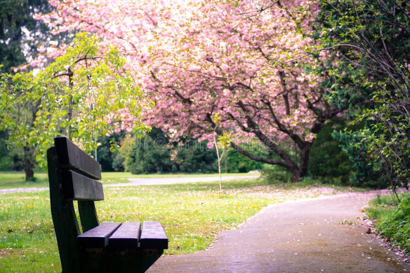 Bench in a park with scenic cherry tree blossoms in the background