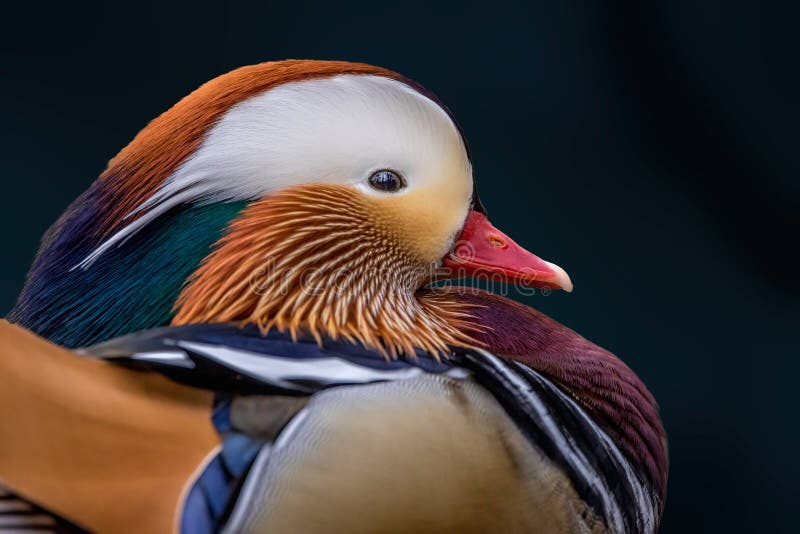 picture was taken raw format edited adobe lightroom portrait close up beautiful mandarin duck standing 213333620