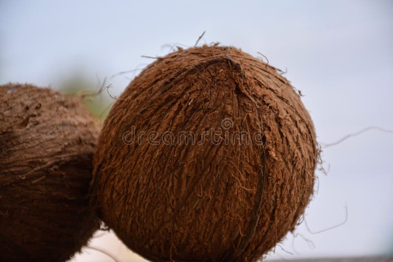 1,294 Peeled Coconut Stock Photos - Free & Royalty-Free Stock Photos ...