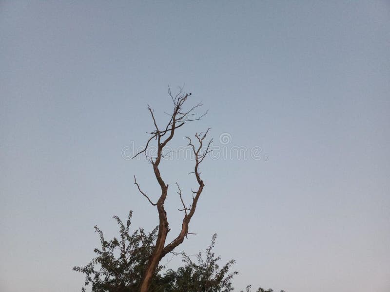 Picture of a wonderful dry tree. I always love to take pictures. This is my addiction. Somewhere I go, I take pictures. This picture I went to go to the stock image Picture of a wonderful dry tree. I always love to take pictures. This is my addiction. Somewhere I go, I take pictures. This picture I went to go to the stock image