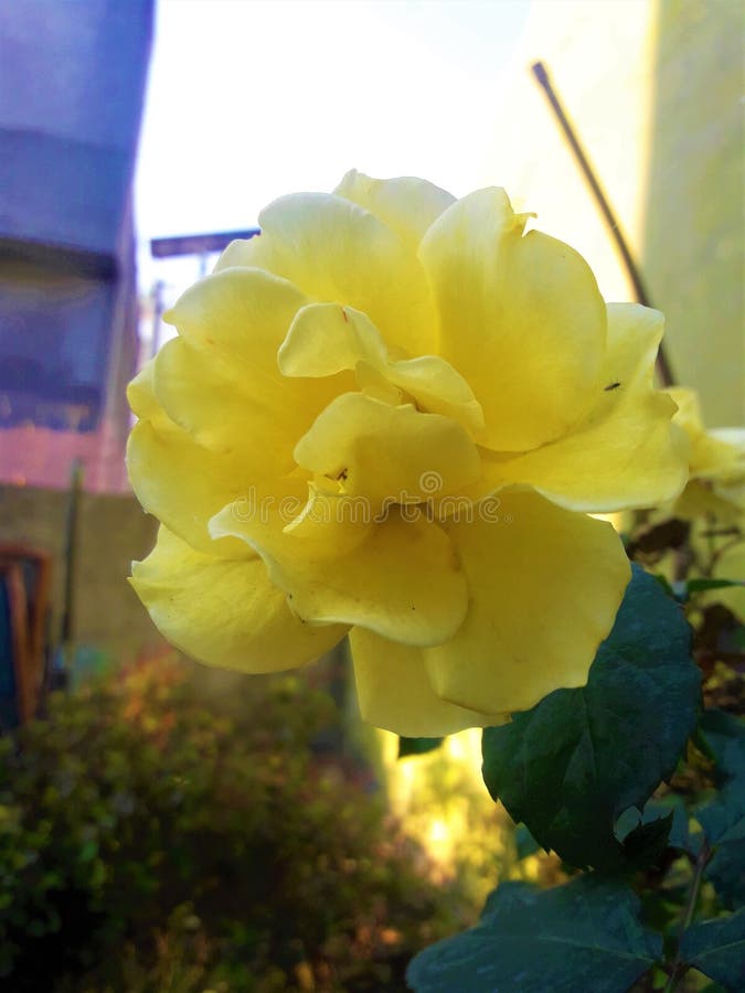 A Beautiful Lite Yellow Rose Flower stock image A Beautiful Lite Yellow Rose Flower stock image