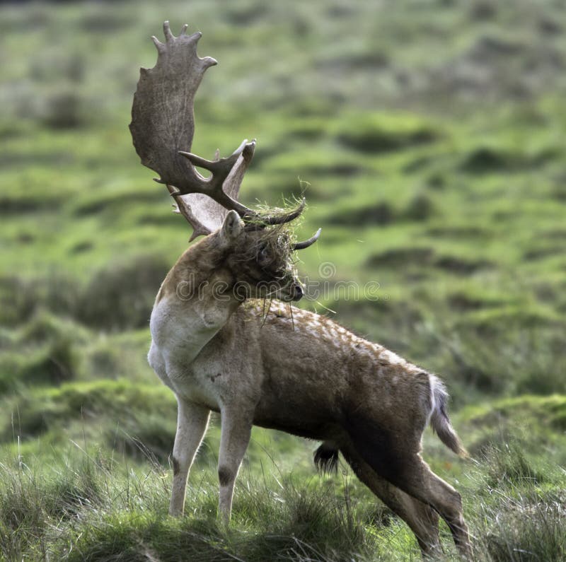 Immagine di giovane cervo preso nel bosco a Petworth Park, regno UNITO durante la stagione degli amori.