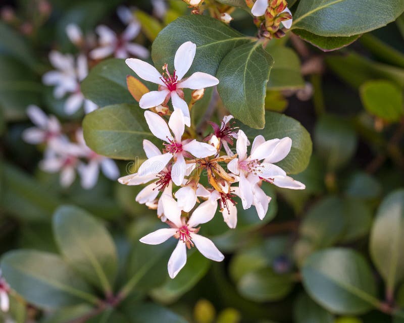 indian hawthorn indian hawthorn