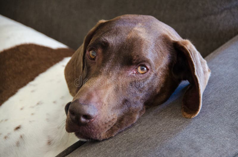 Close Up of a German Shorthaired Pointer Dog White Body Brown Head
