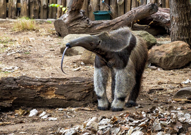 Pictured is a Giant Anteater with tongue extended at the Dallas City Zoo.  They use their 24-inch long tongues, which are covered in sticky saliva, to pull their dinner into their mouth.  They eat ants, termites, and sometimes ripe fruit.  The giant anteater, also known as the ant bear, is an insectivorous mammal native to Central and South America. Pictured is a Giant Anteater with tongue extended at the Dallas City Zoo.  They use their 24-inch long tongues, which are covered in sticky saliva, to pull their dinner into their mouth.  They eat ants, termites, and sometimes ripe fruit.  The giant anteater, also known as the ant bear, is an insectivorous mammal native to Central and South America.