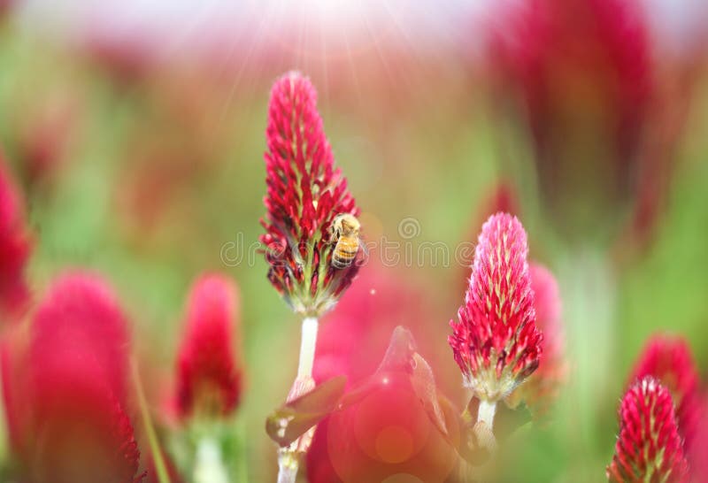 Honey Bee on the Crimson Clover Stock Photo Image of clover, bloom