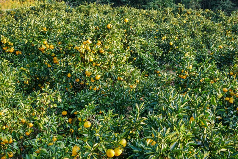 Mandarin Orange Field in Japan Stock Image Image of japan, crop