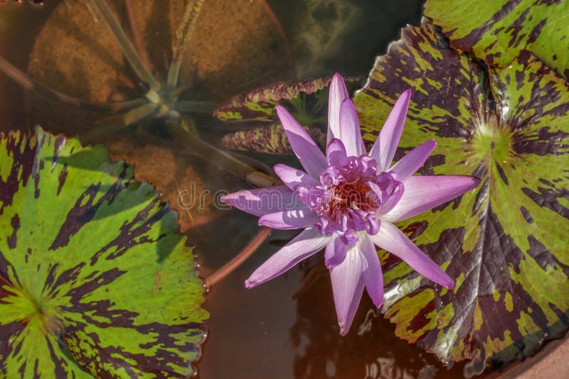 Water lily with leaves stock image. Image of bloom, lily 127344977