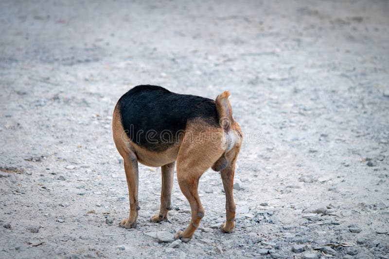 Pictures of Dogs, without Heads Stock Photo - Image of portrait, grass:  146061438