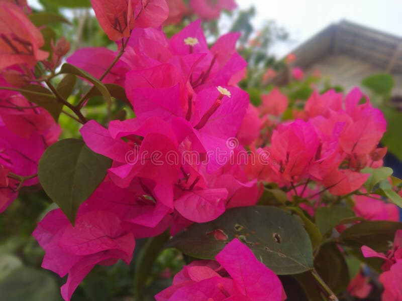 Pictures of Pink Flowers Look Beautiful Stock Photo Image of shrub