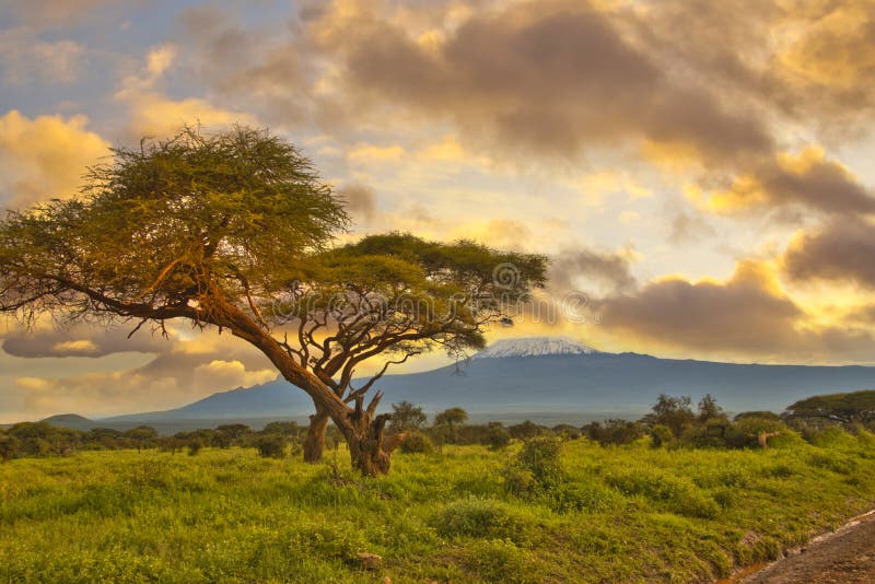 Pictures of the Snow-covered Kilimanjaro in Tanzania Stock Photo ...