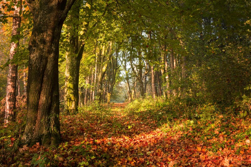 Morning light in the forest. Tunnel trail through the trees. Morning light in the forest. Tunnel trail through the trees