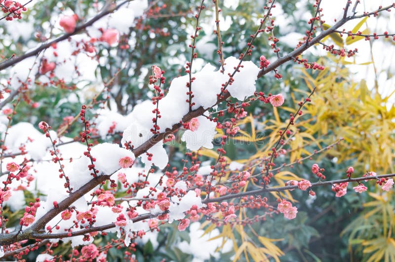 A picturesque cherry blossom tree with pink flowers covered in snow