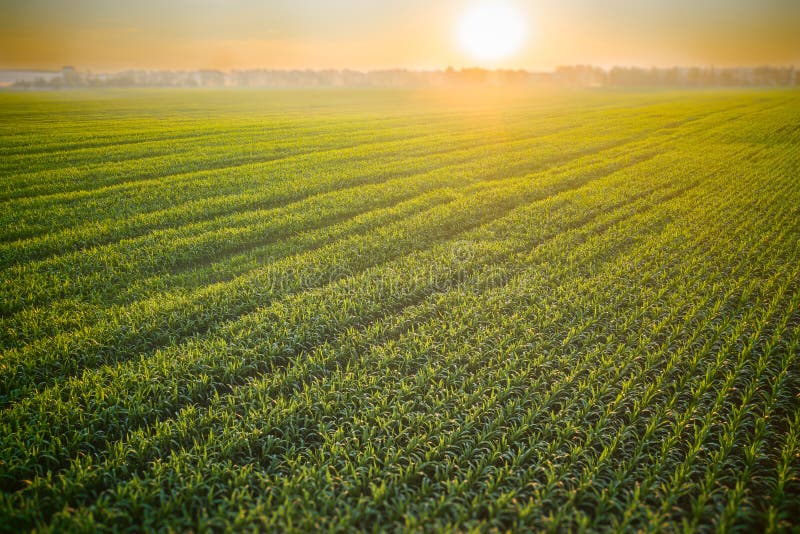 A picturesque field of young corn sprouts in a light morning haze and soft sunlight