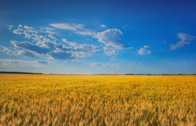 Picturesque mature, golden-brown field, yellow wheat at sunset.