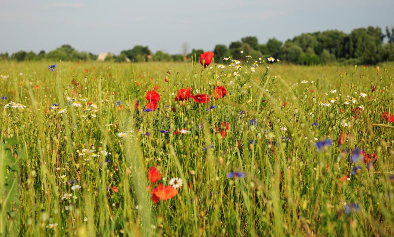 Picturesque meadow with beautiful wild flowers: red poppy, blue cornflower, camomile, daisy and cloudless sky and trees in the