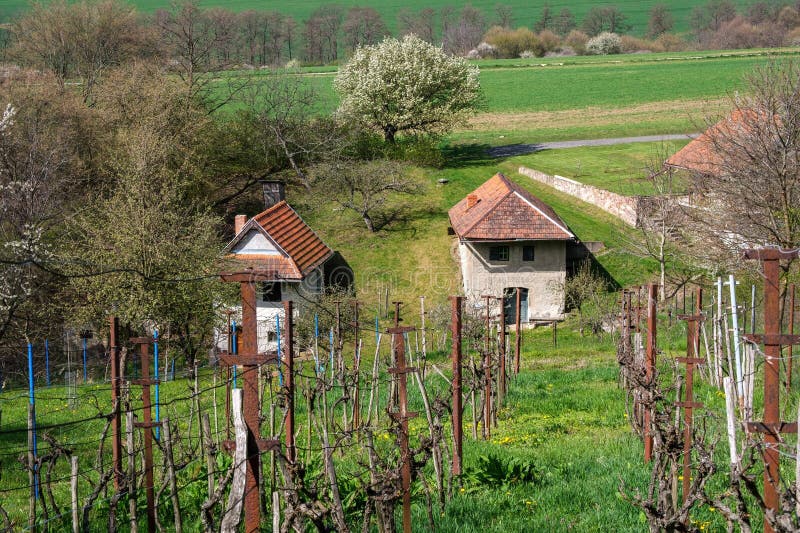 Picturesque old small vineyard in spring, in the background an old house with a cellar, the tradition of viticulture.