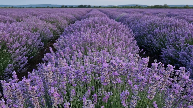 Picturesque scène van bloeiend lavenderveld. mooie paarse roze bloemen