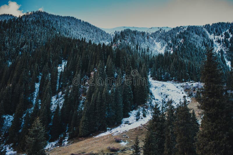 Snow-covered mountain slopes with fir trees in winter