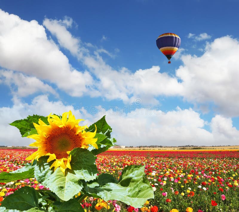 The Sunflower and Buttercups Stock Photo - Image of landscape, blue ...