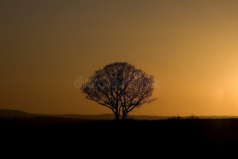 Scenico da solitario un albero riconosciamo campagna arancia tramonto.