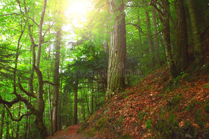 Malerisch ein Baum Verbindungen verträumt mäßig Wald verbinden griechenland.