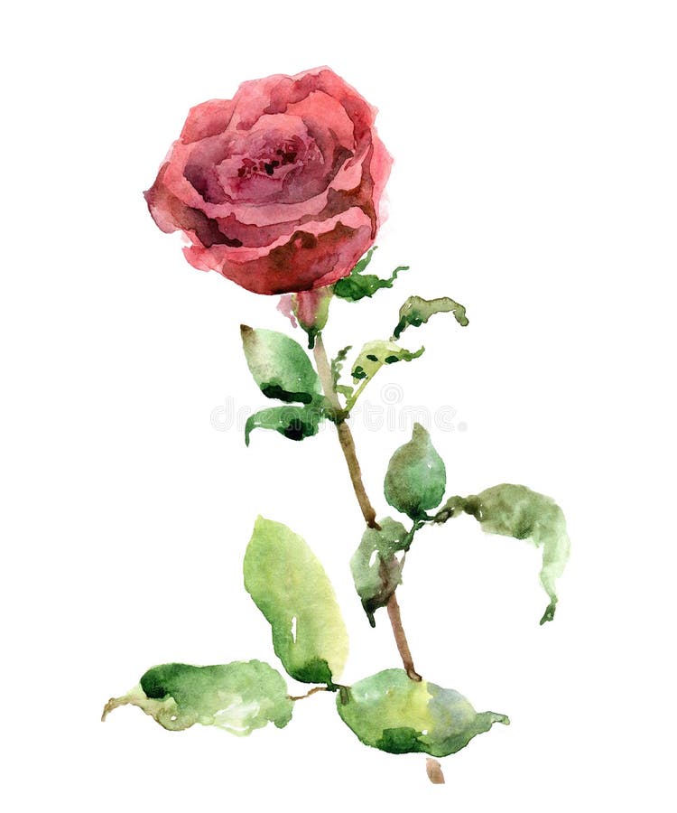 Watercolor Rose on White Background Stock Illustration - Illustration ...