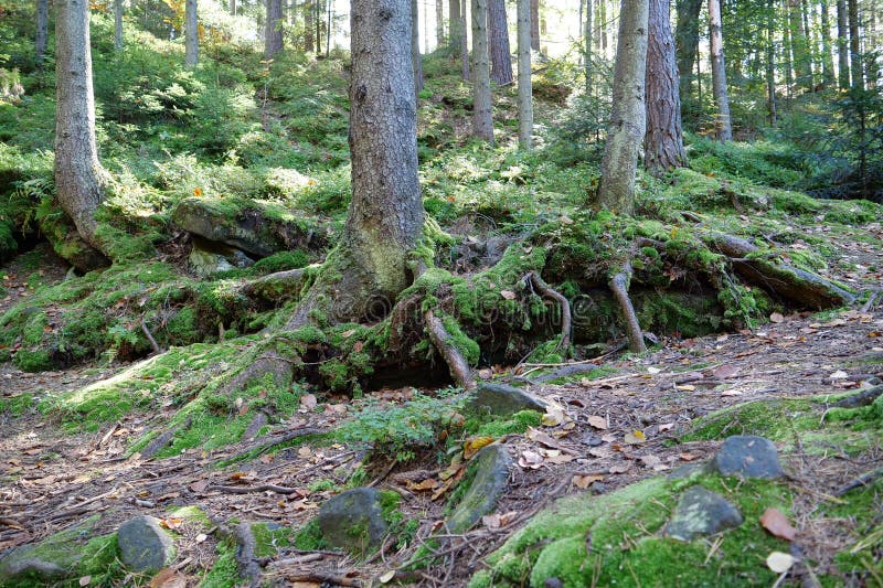 Picturesque wildlife, thick of the forest. Beautiful green moss on the  stones and roots of trees 26483824 Stock Photo at Vecteezy