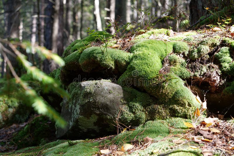 Picturesque wildlife, thick of the forest. Beautiful green moss on the  stones and roots of trees 26483824 Stock Photo at Vecteezy