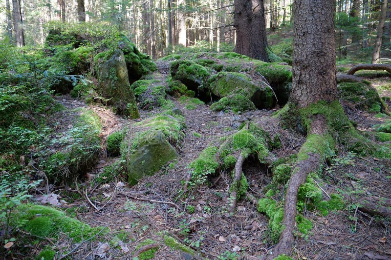 Picturesque wildlife, thick of the forest. Beautiful green moss on the  stones and roots of trees 26483824 Stock Photo at Vecteezy