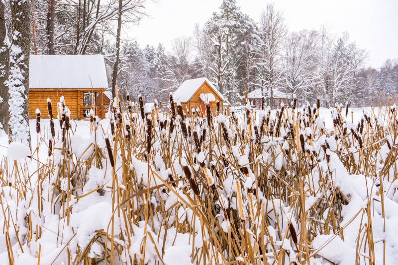 Picturesque winter landscape with snow covered cattail against country houses in forest in cloudy day. Winter season, cold weather