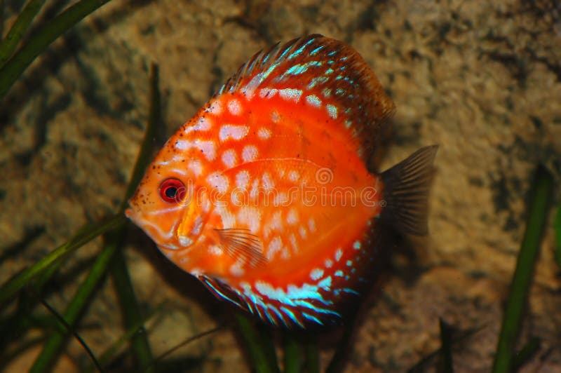 Pidgeon blood discus in tank