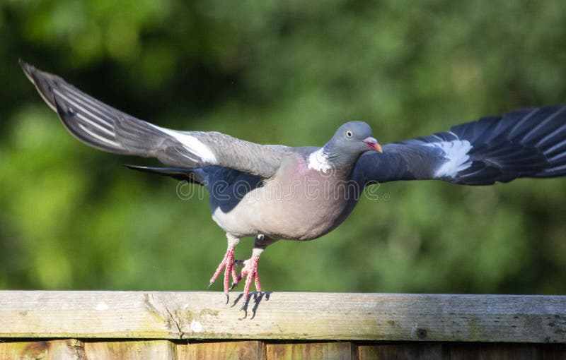 A Pidgeon in flight