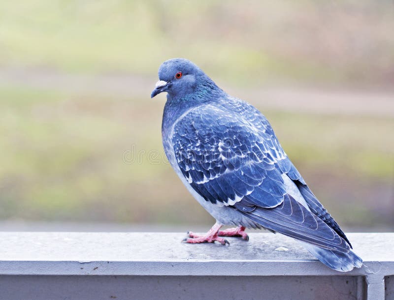 Pidgeon in London, England