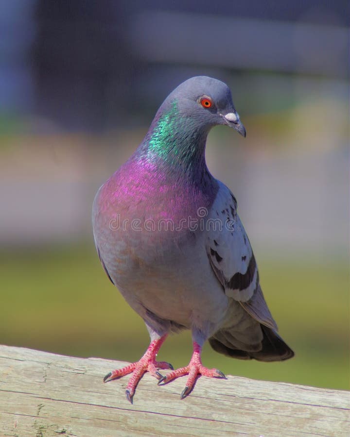 Pidgeon portrait