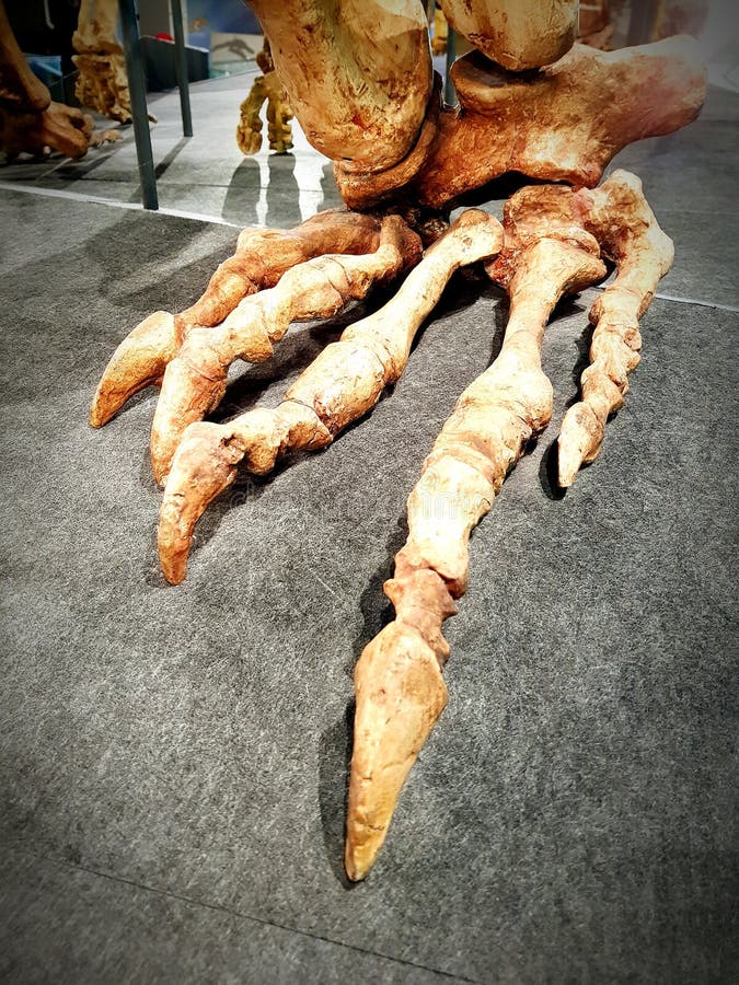 Pie grande fotografía editorial. Imagen de garras, huesos 118681187