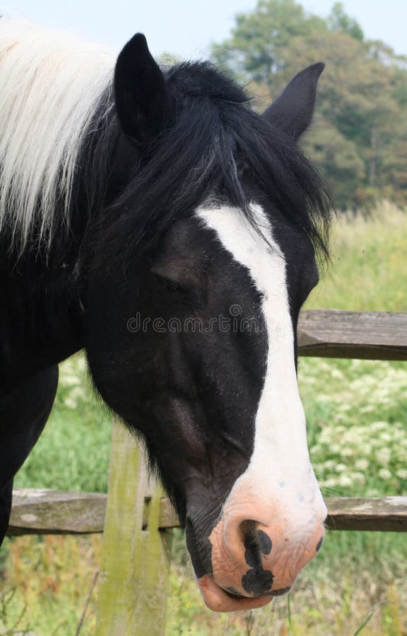 Piebald Cart Horse stock photo. Image of fence, eyes, mane 887202