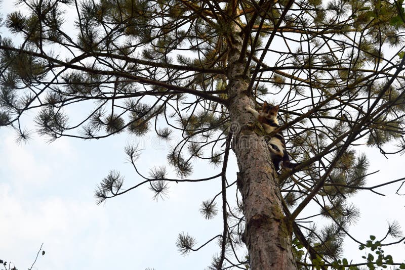 216 Piebald Kitten Stock Photos Free & RoyaltyFree Stock Photos from