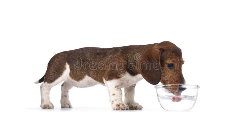 Adorable piebald Dachshund aka Teckel pup, standing side ways drinking from a glass bowl of water. Isolated on a white background. Adorable piebald Dachshund aka Teckel pup, standing side ways drinking from a glass bowl of water. Isolated on a white background