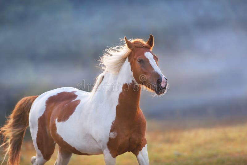 Red pinto horse run