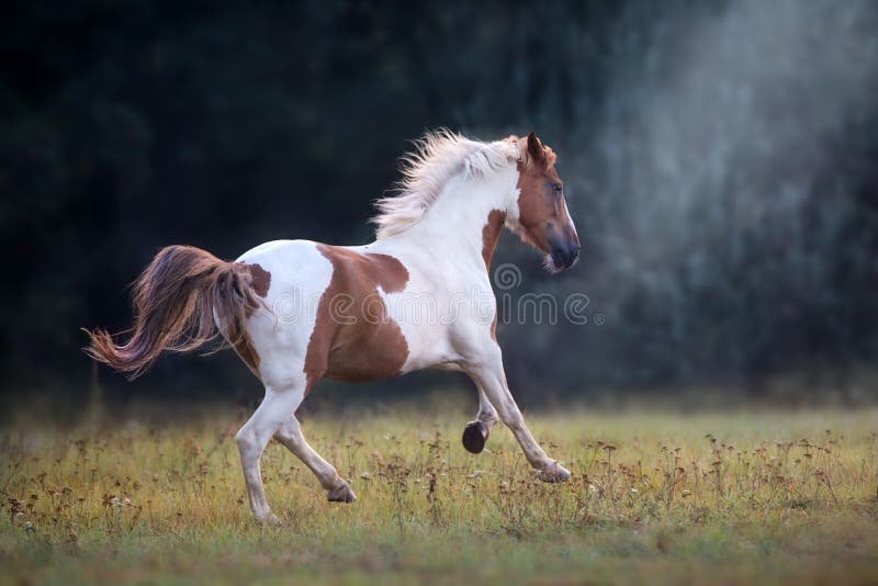 Piebald  horse run