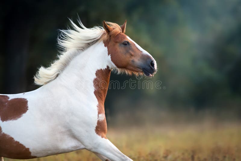 Piebald  horse run