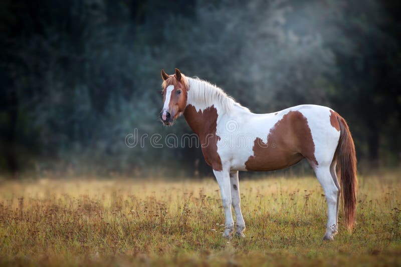 Piebald  horse standing