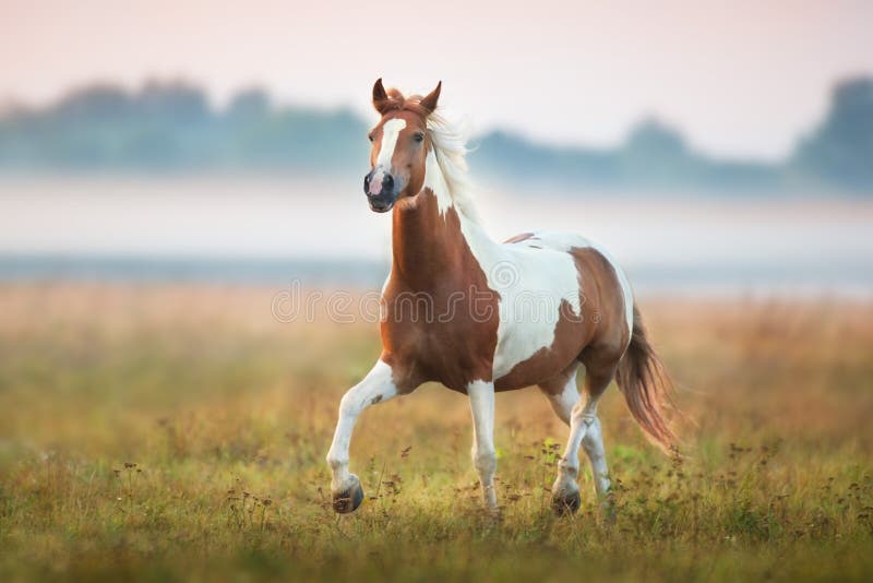 Piebald  horse trotting in sunrise fog