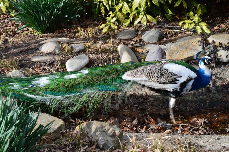 Piebald Peacock Stock Photos Free & RoyaltyFree Stock Photos from