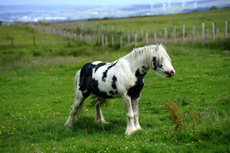 Piebald stallion weeing stock image. Image of meadow 63321157
